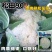 绿亨松甜90松花菜种子中晚熟花菜花椰菜种籽花球扁圆松大花