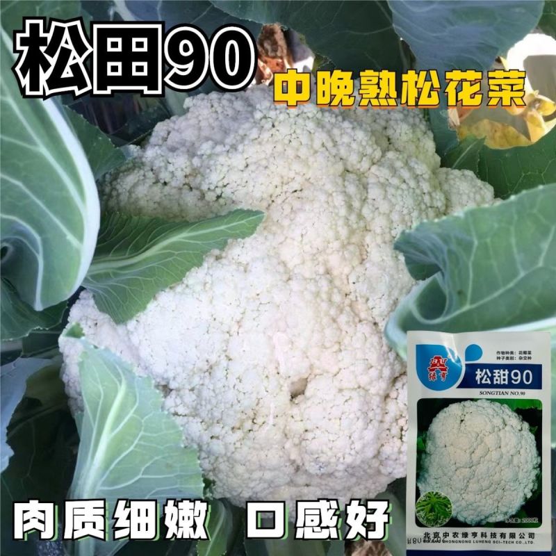 绿亨松甜90松花菜种子中晚熟花菜花椰菜种籽花球扁圆松大花
