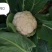 绿亨松甜90松花菜种子中晚熟花菜花椰菜种籽花球扁圆松大花