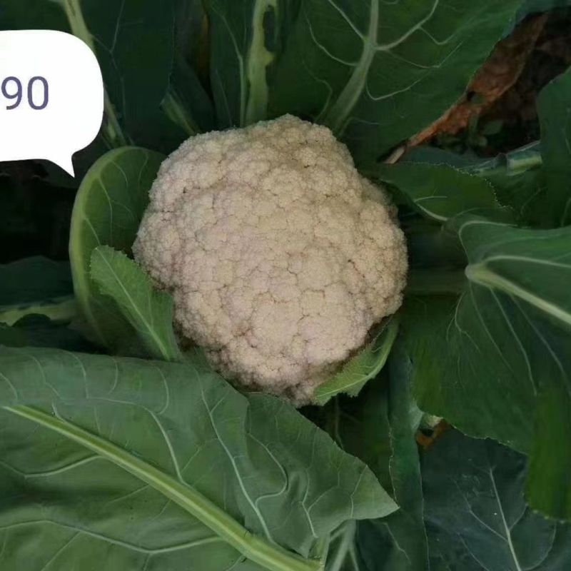 绿亨松甜90松花菜种子中晚熟花菜花椰菜种籽花球扁圆松大花