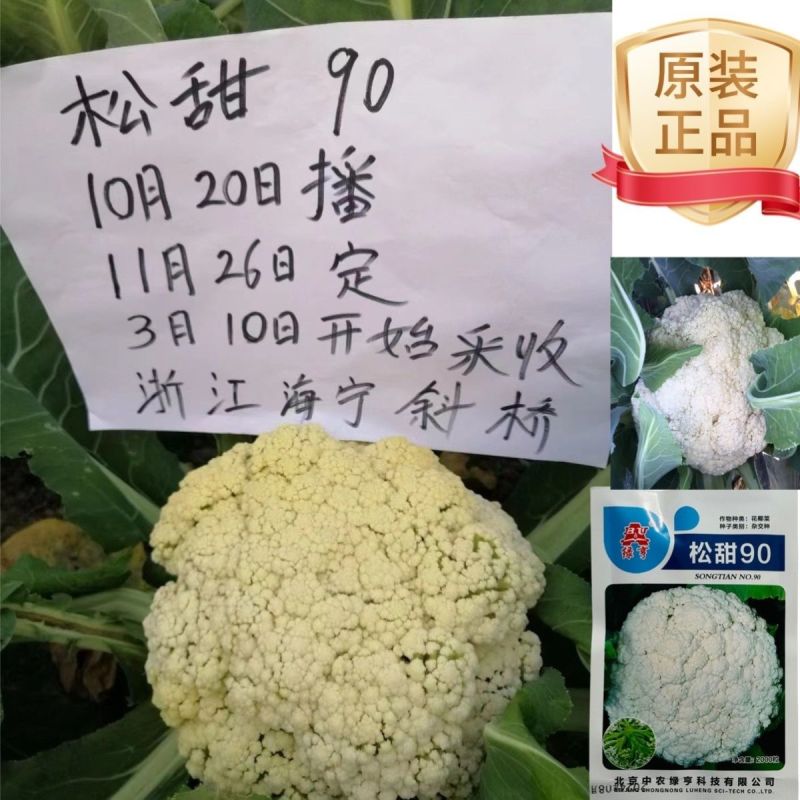 绿亨松甜90松花菜种子中晚熟花菜花椰菜种籽花球扁圆松大花