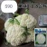 绿亨松甜90松花菜种子中晚熟花菜花椰菜种籽花球扁圆松大花