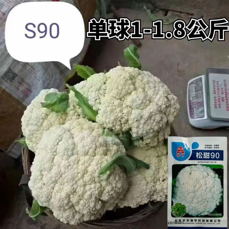 绿亨松甜90松花菜种子中晚熟花菜花椰菜种籽花球扁圆松大花