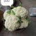 绿亨松甜90松花菜种子中晚熟花菜花椰菜种籽花球扁圆松大花