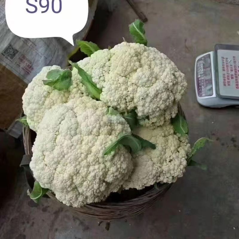 绿亨松甜90松花菜种子中晚熟花菜花椰菜种籽花球扁圆松大花