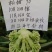 绿亨松甜90松花菜种子中晚熟花菜花椰菜种籽花球扁圆松大花