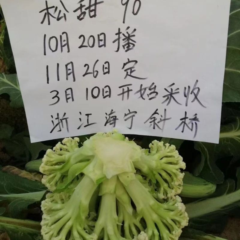 绿亨松甜90松花菜种子中晚熟花菜花椰菜种籽花球扁圆松大花