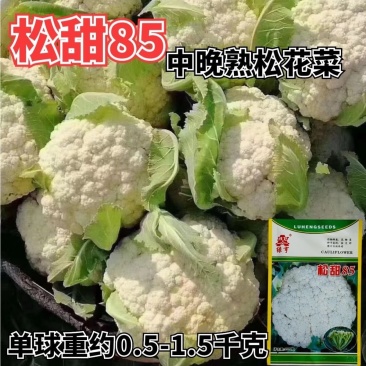 绿亨松甜85松花菜种子中晚熟花菜花椰菜种籽花球扁圆松大花