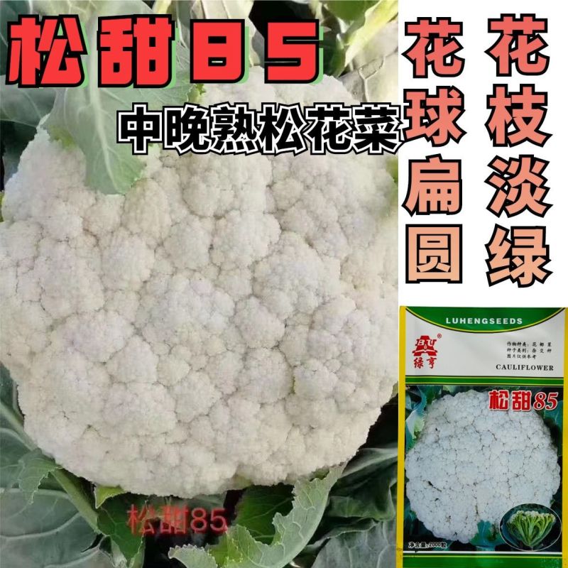 绿亨松甜85松花菜种子中晚熟花菜花椰菜种籽花球扁圆松大花