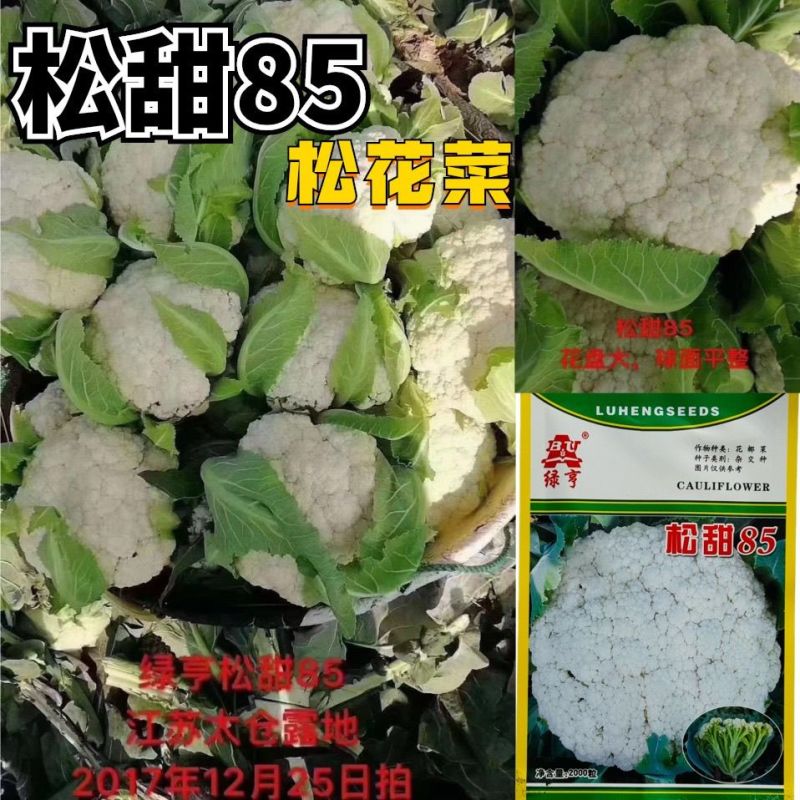 绿亨松甜85松花菜种子中晚熟花菜花椰菜种籽花球扁圆松大花