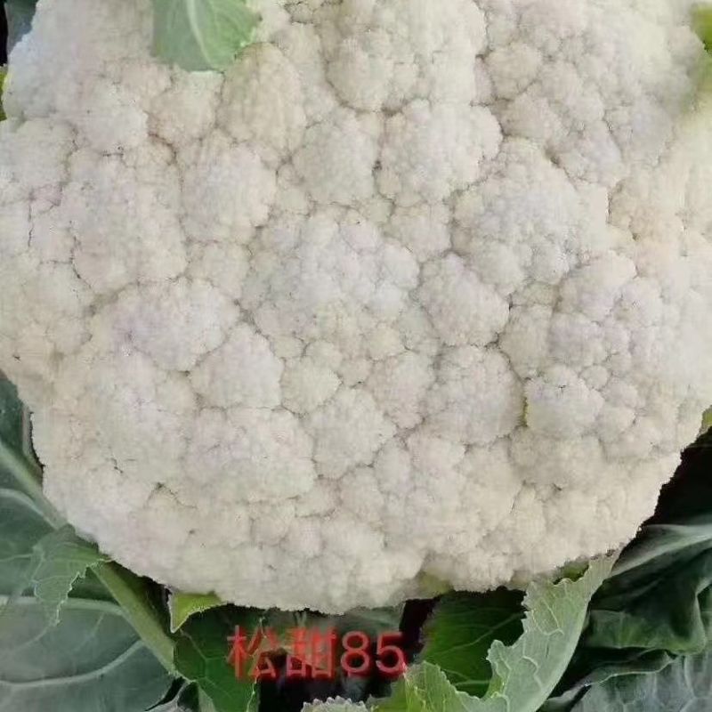绿亨松甜85松花菜种子中晚熟花菜花椰菜种籽花球扁圆松大花