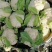 绿亨松甜85松花菜种子中晚熟花菜花椰菜种籽花球扁圆松大花