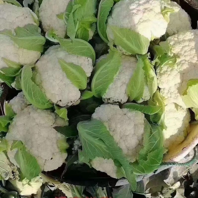 绿亨松甜85松花菜种子中晚熟花菜花椰菜种籽花球扁圆松大花