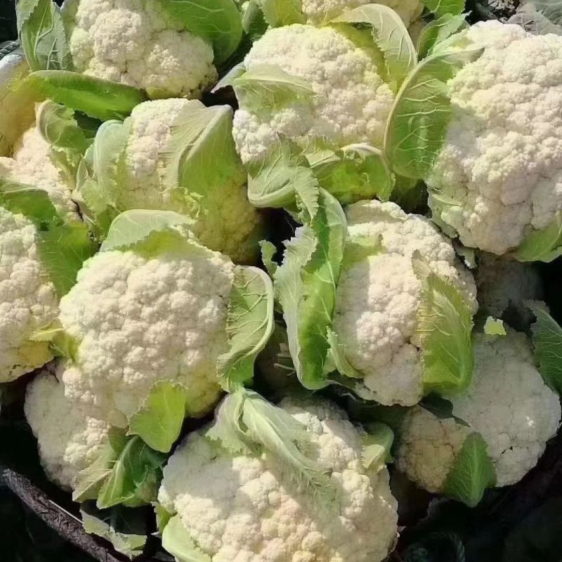 绿亨松甜85松花菜种子中晚熟花菜花椰菜种籽花球扁圆松大花