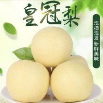 砀山白皇冠梨大量上市产地直销现摘现发欢迎咨询！