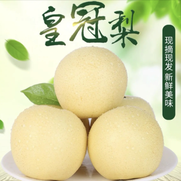砀山白皇冠梨大量上市产地直销现摘现发欢迎咨询！