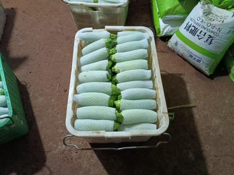 （热销）绿皮西葫芦个头均匀，大量有货，全国代发，质量保证