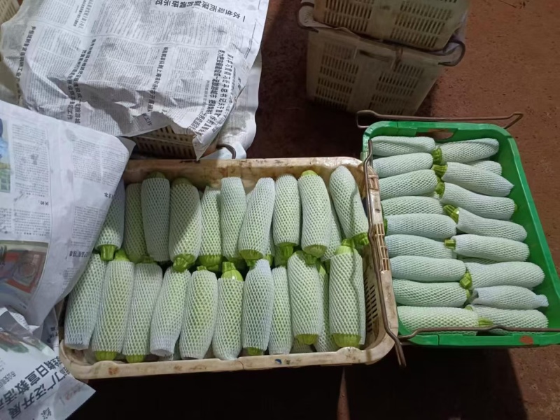 （热销）绿皮西葫芦个头均匀，大量有货，全国代发，质量保证