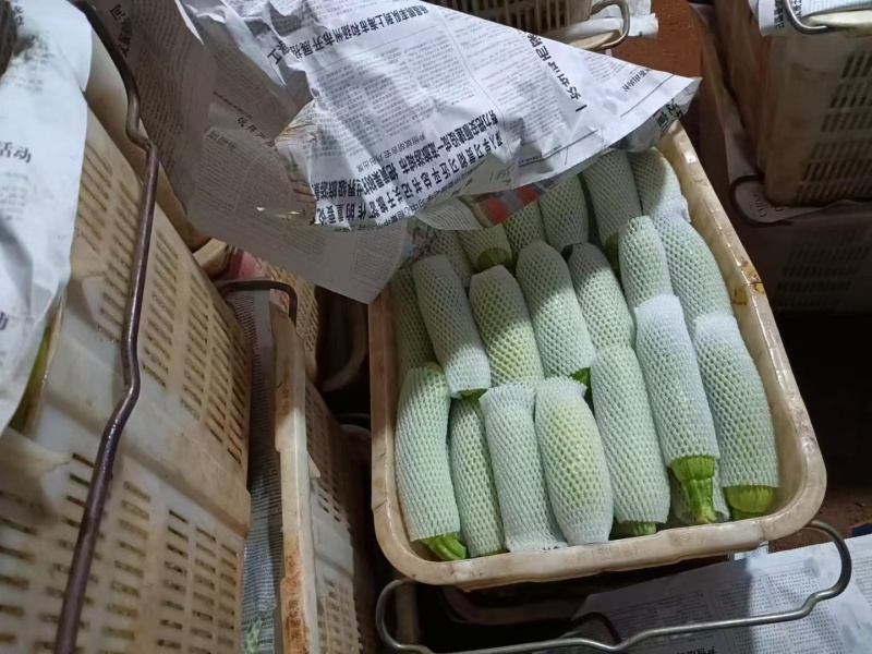 （热销）绿皮西葫芦个头均匀，大量有货，全国代发，质量保证