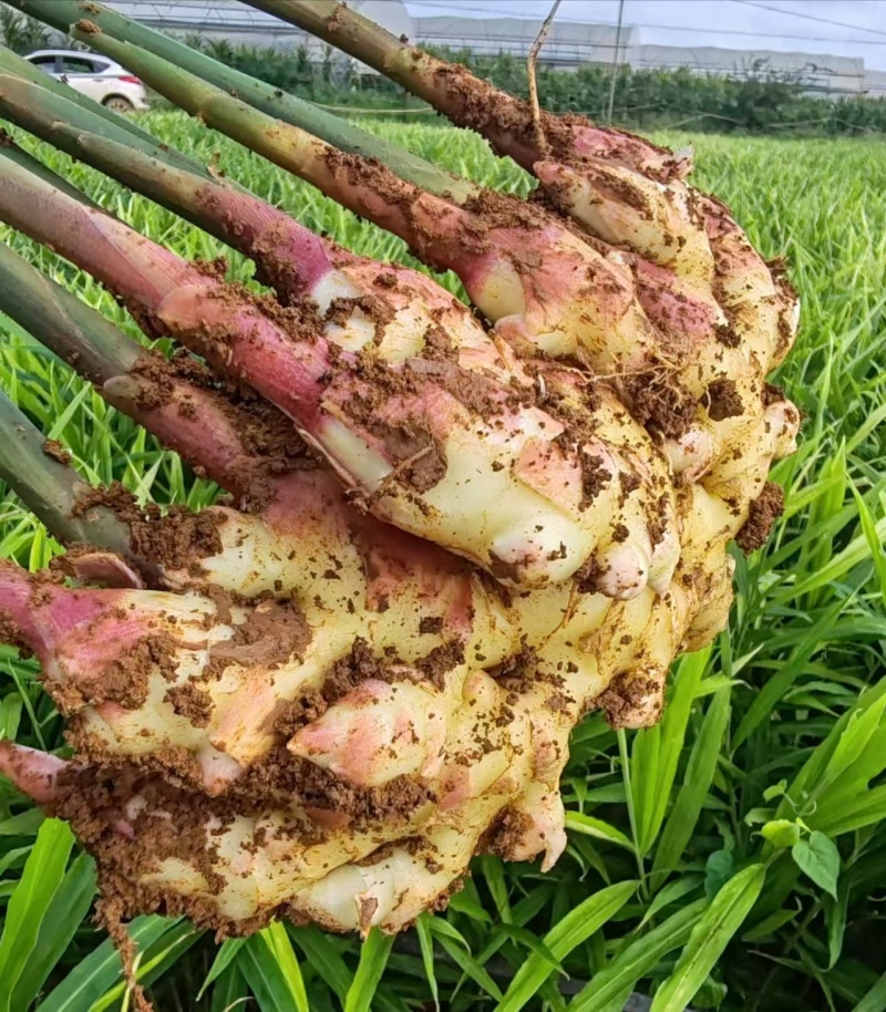 云南生姜