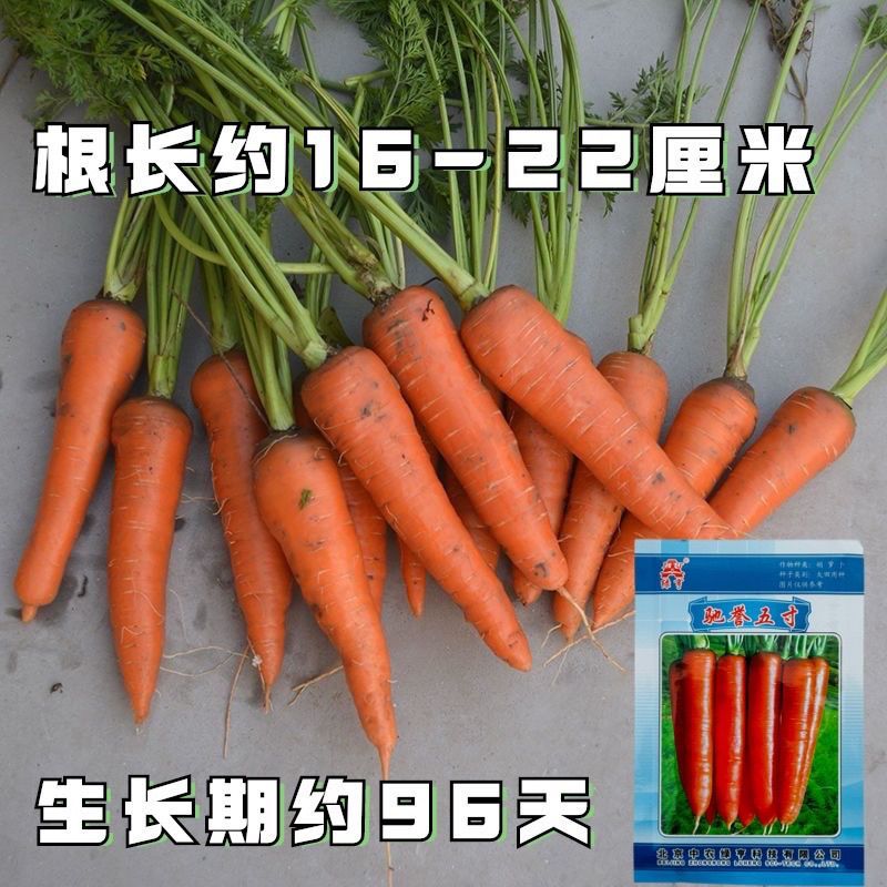正品中农绿亨驰誉五寸胡萝卜种子高产甜脆黑田胡萝卜种籽秋露