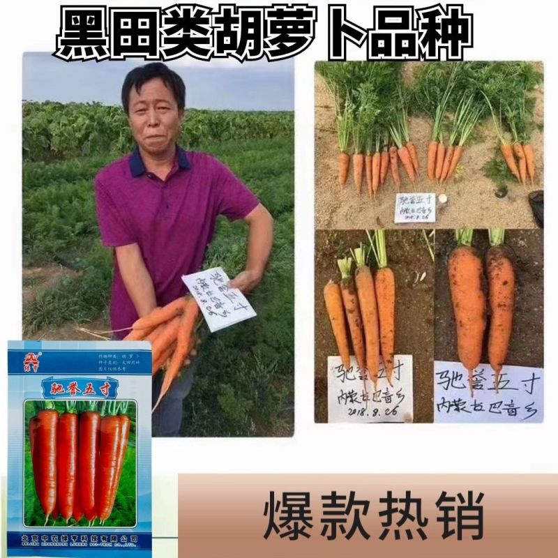 正品中农绿亨驰誉五寸胡萝卜种子高产甜脆黑田胡萝卜种籽秋露