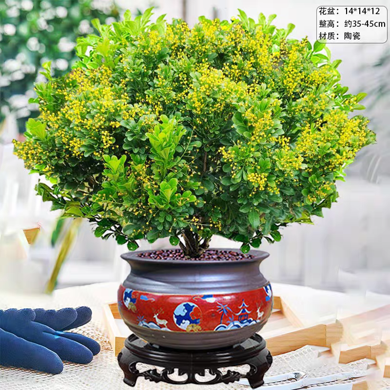 漳州米兰花福建米苗木基地种植大量有货产地直发