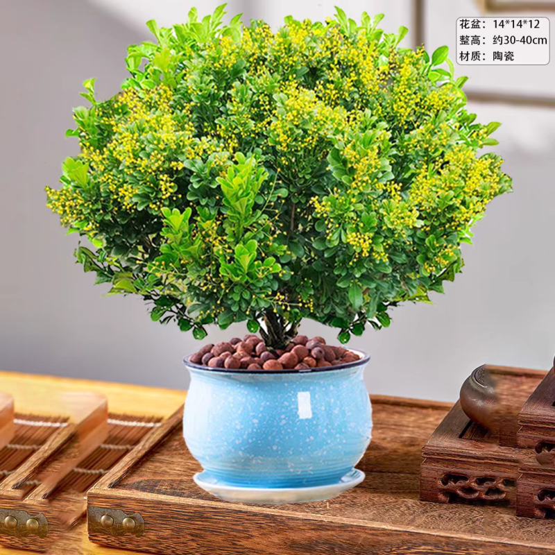 漳州米兰花福建米苗木基地种植大量有货产地直发