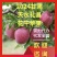 甘肃花牛苹果大量供应，价格便宜，口感好，可视频看货
