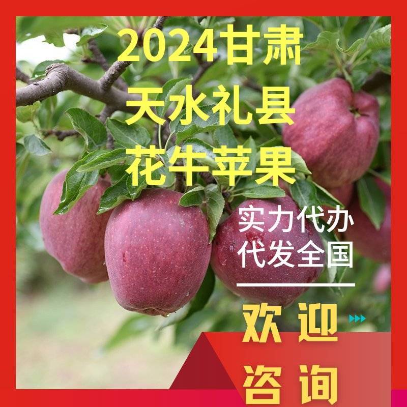 甘肃花牛苹果大量供应，价格便宜，口感好，可视频看货