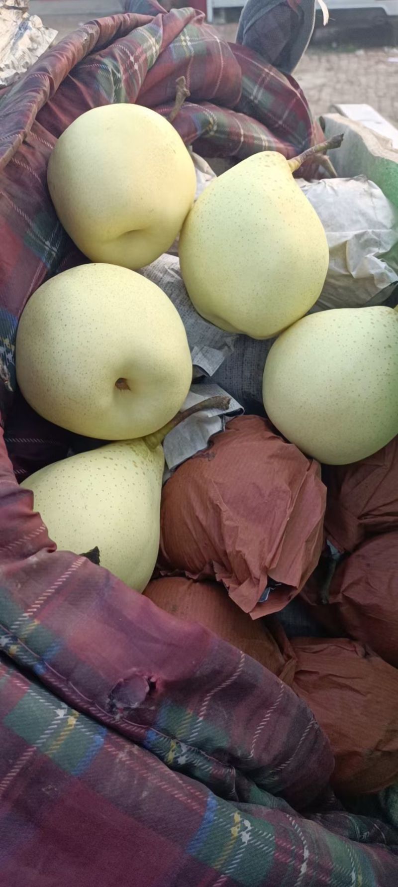 鸭梨