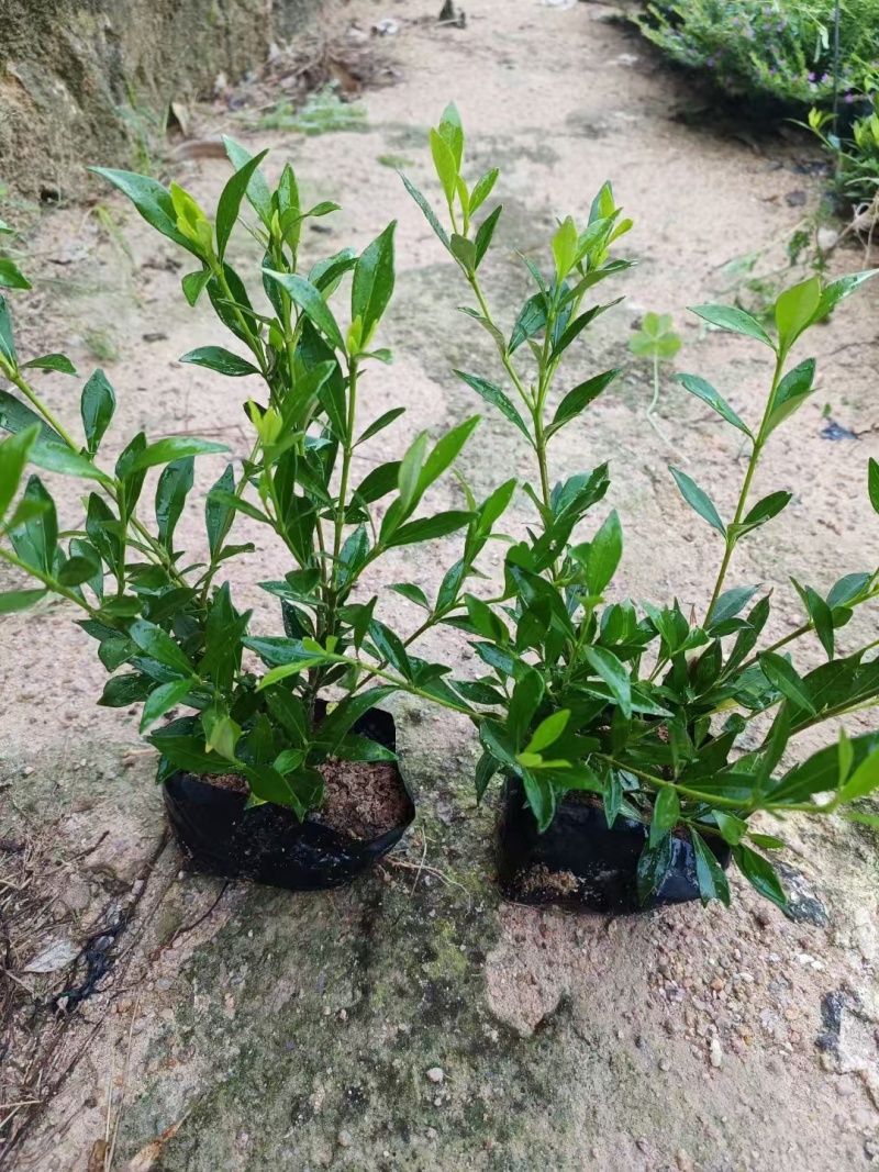小叶桅子花福建漳州小叶桅子花农户直销大小规格袋苗