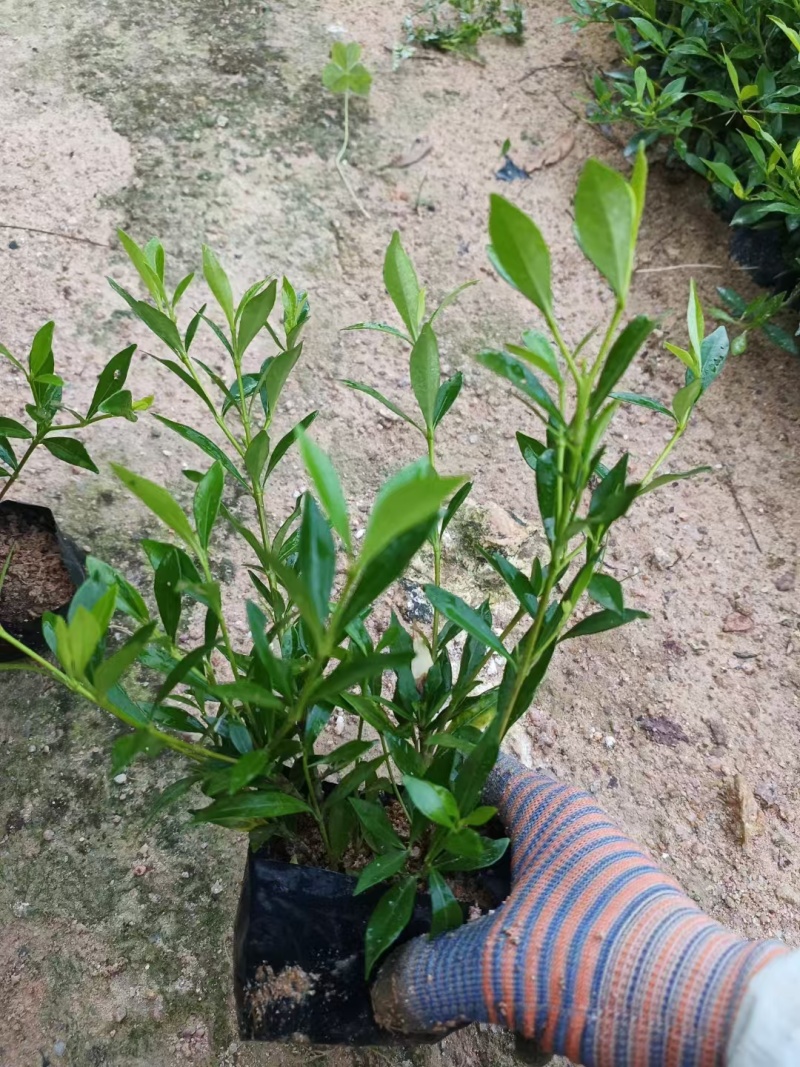 小叶桅子花福建漳州小叶桅子花农户直销大小规格袋苗