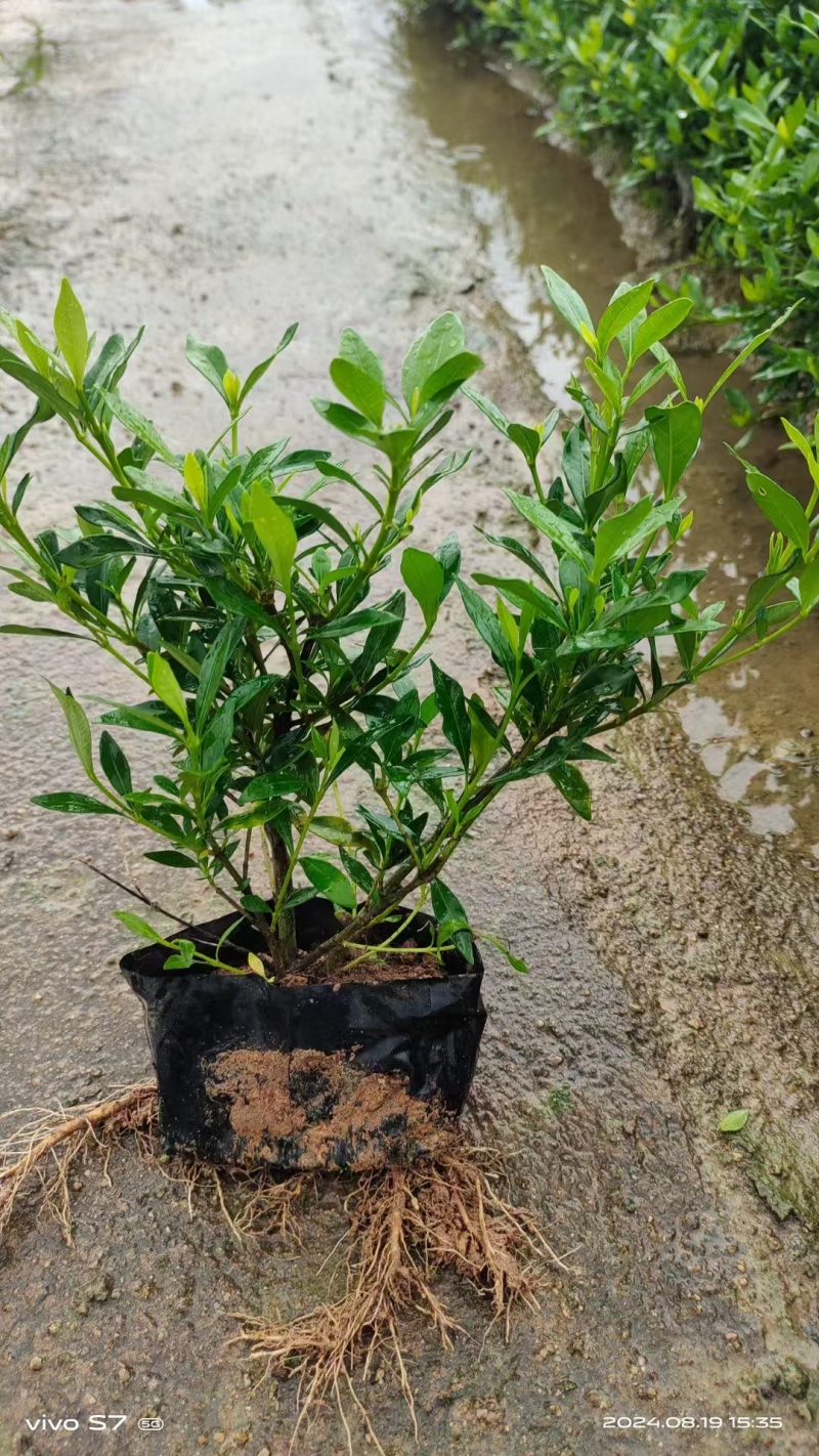 小叶桅子花福建漳州小叶桅子花农户直销大小规格袋苗