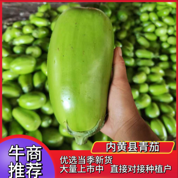 【实力供货】精品青茄子大量上市中,产地一手货源对接各级批发商