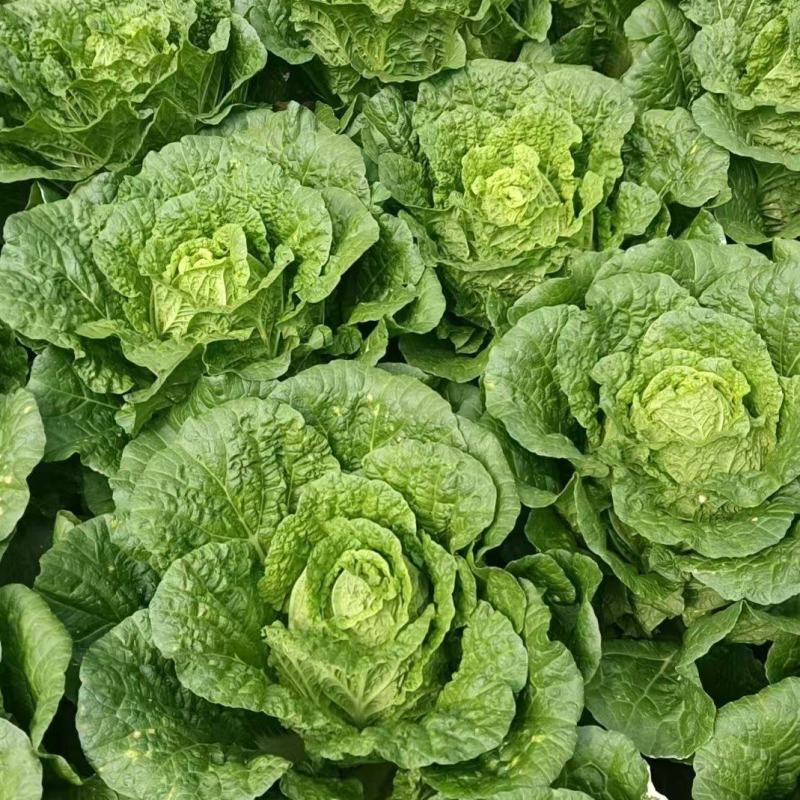 精品黄心大白菜大量供应，产地直发，货源充足，量大从优。