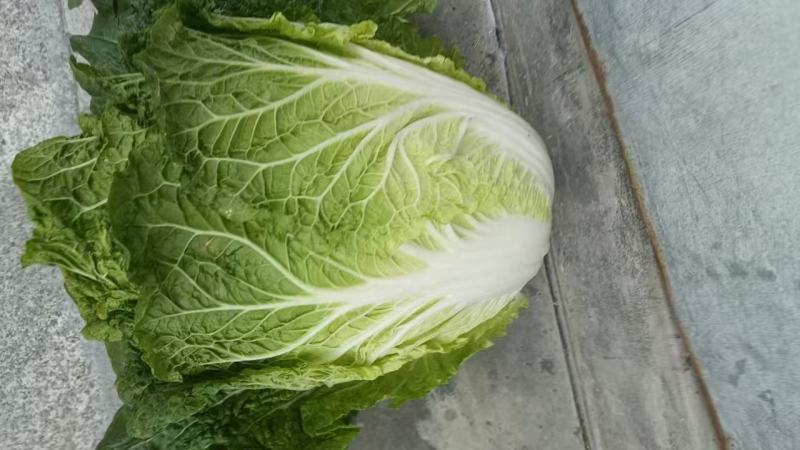 精品黄心大白菜大量供应，产地直发，货源充足，量大从优。