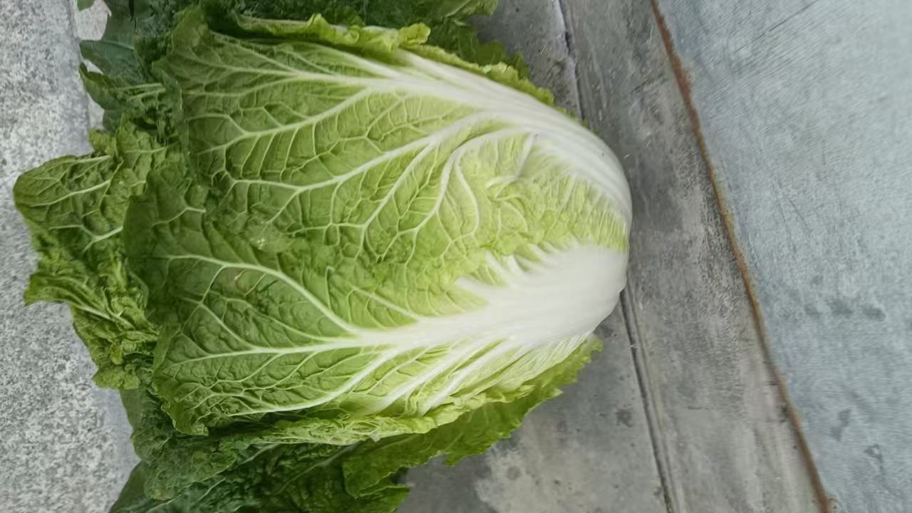白菜的外观展示