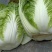 精品黄心大白菜大量供应，产地直发，货源充足，量大从优。