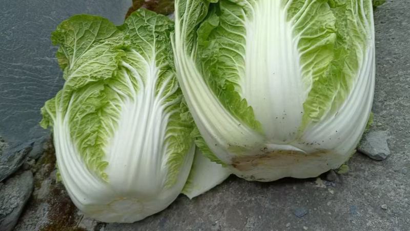 精品黄心大白菜大量供应，产地直发，货源充足，量大从优。