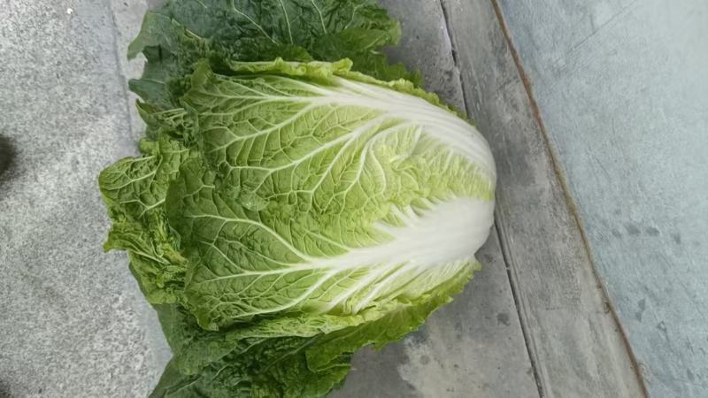 精品黄心大白菜大量供应，产地直发，货源充足，量大从优。