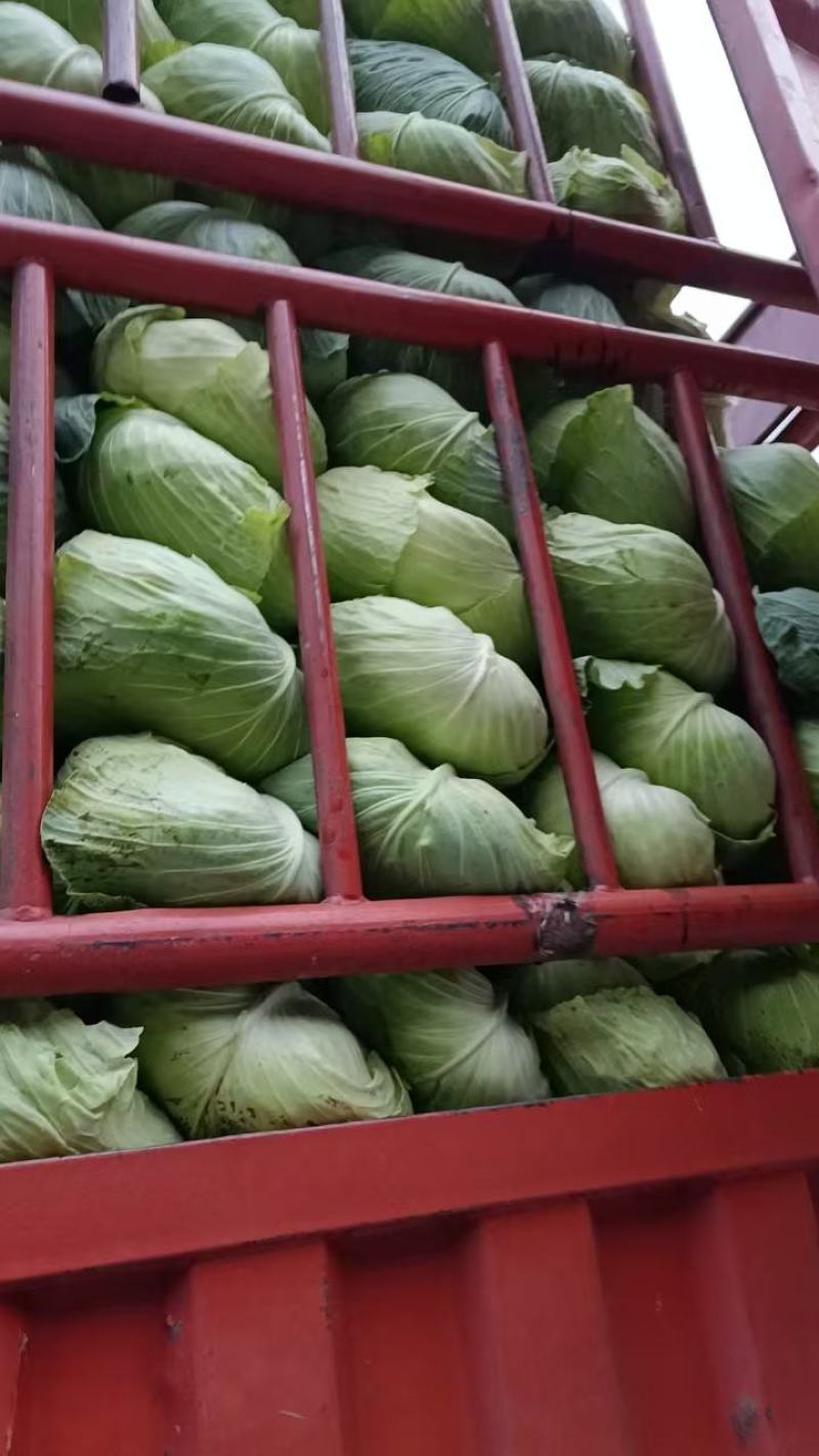 精品黄心大白菜大量供应，产地直发，货源充足，量大从优。