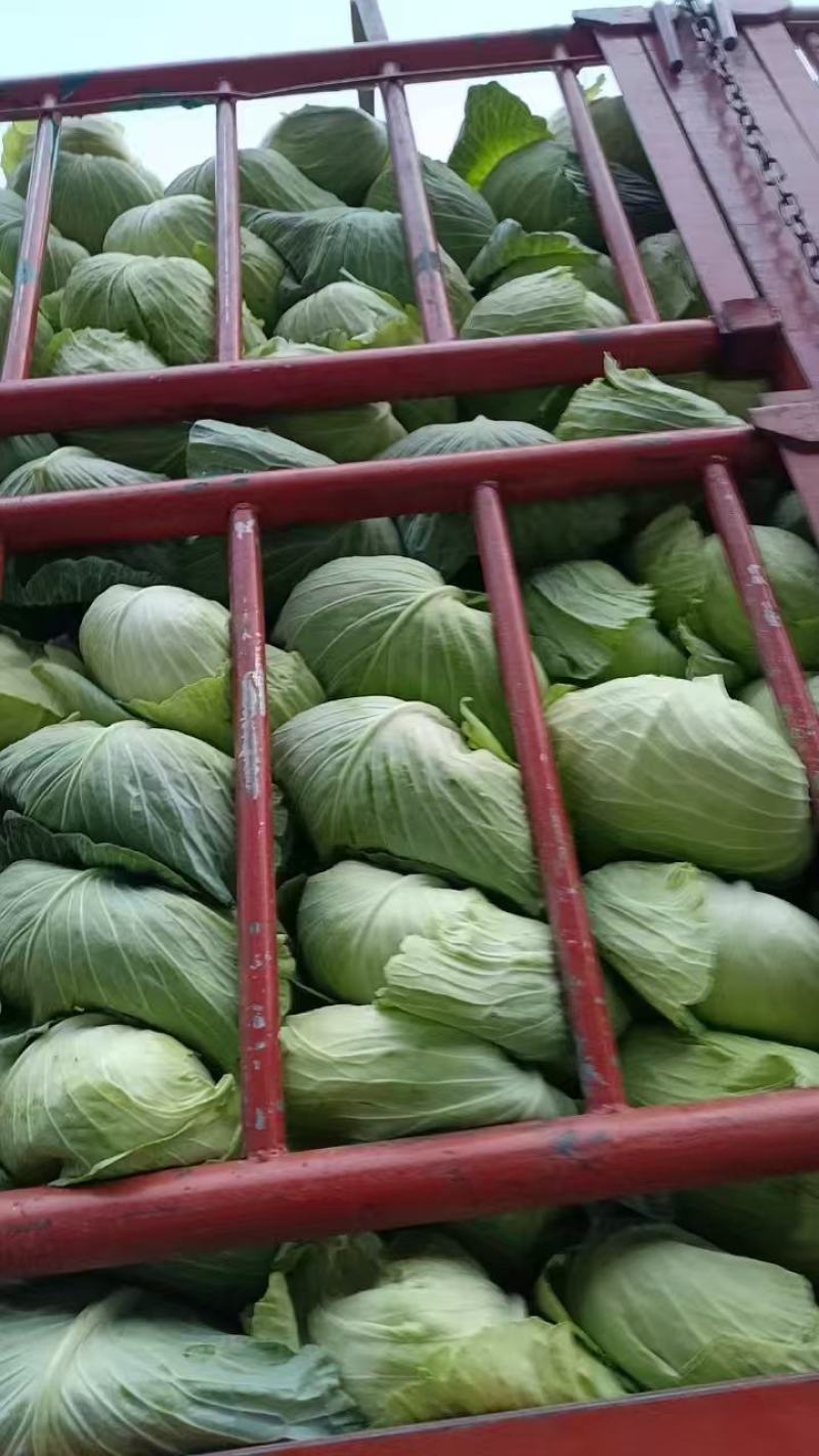 精品黄心大白菜大量供应，产地直发，货源充足，量大从优。
