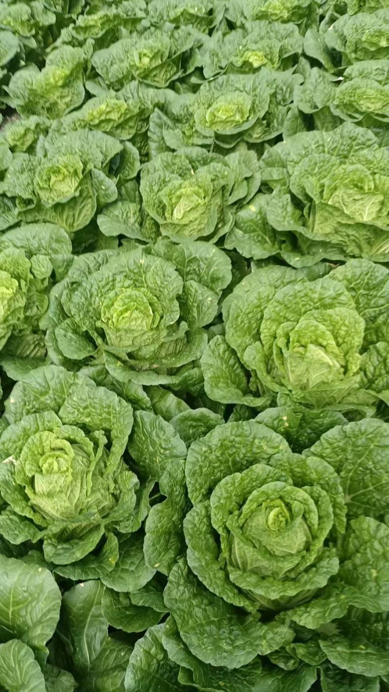 精品黄心大白菜大量供应，产地直发，货源充足，量大从优。
