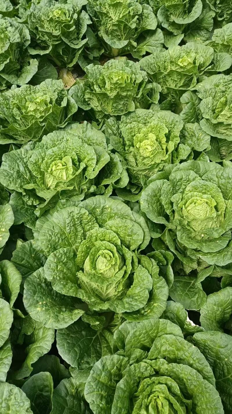 精品黄心大白菜大量供应，产地直发，货源充足，量大从优。