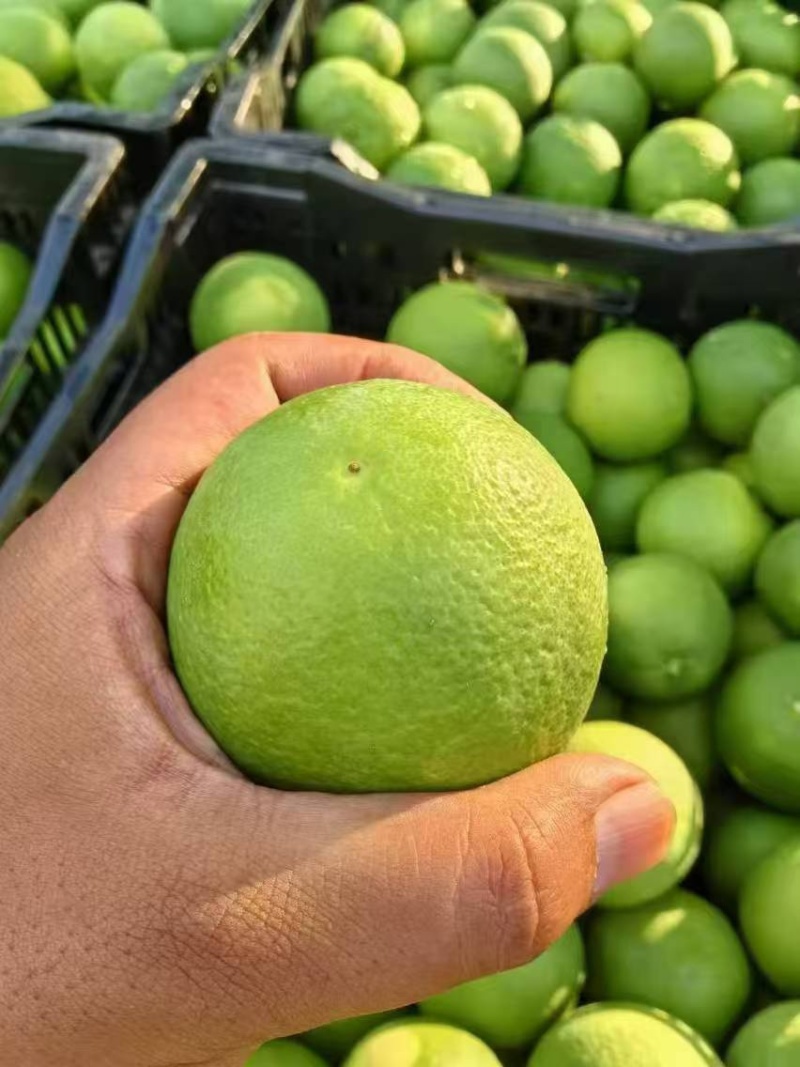 冰糖橙