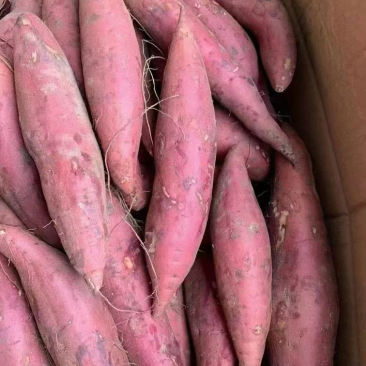 开封西瓜红红薯条形好品质好可供商超市场批发