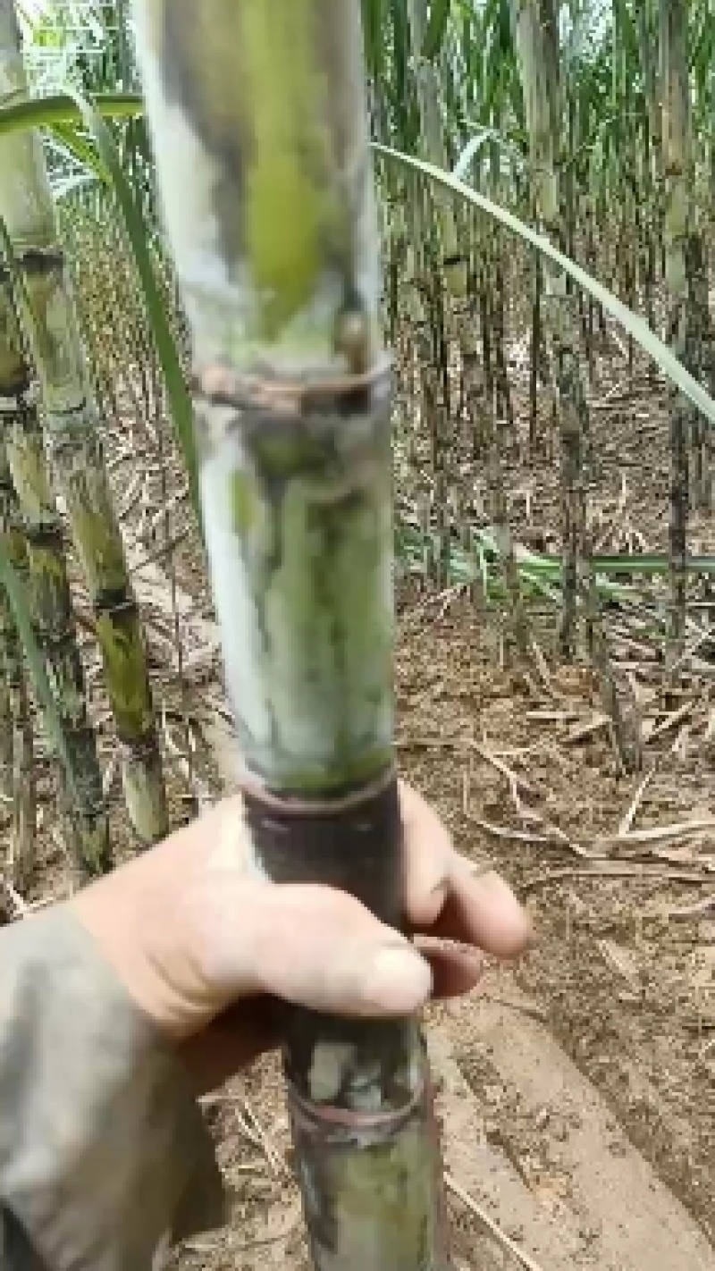 全年提供种苗黄金脱毒甘蔗货源充足欢迎选购