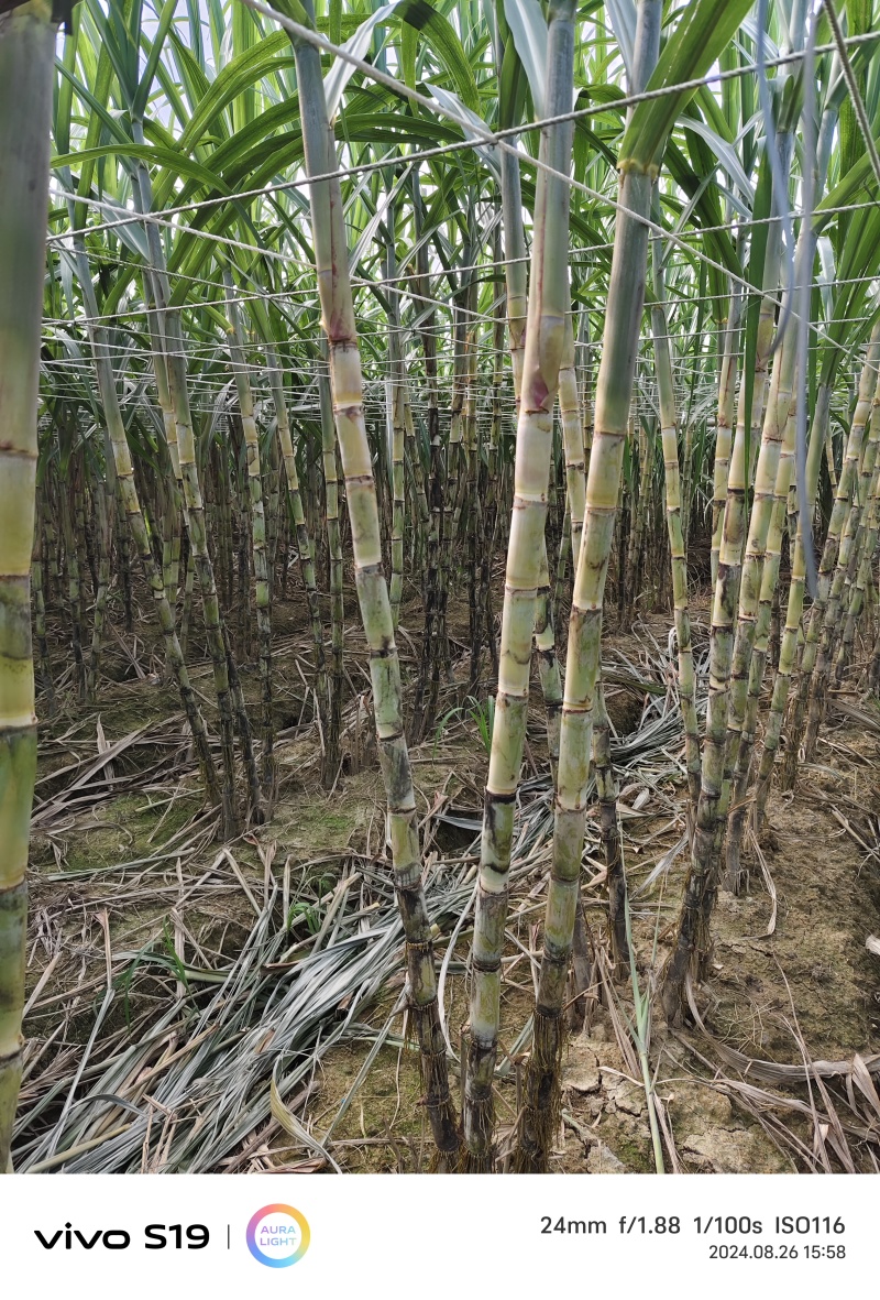 全年提供种苗黄金脱毒甘蔗货源充足欢迎选购