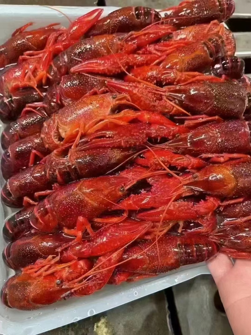 液氮清水虾